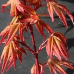 Acer palmatum 'Redwine' 