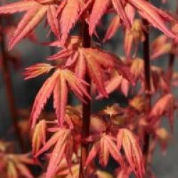 Acer palmatum 'Redwine' 