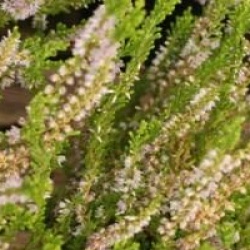 Calluna vulgaris 'Winter Chocolate'