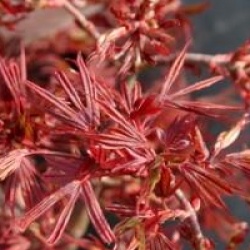 Acer palmatum 'Shaina'