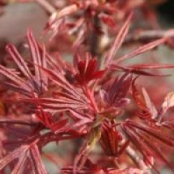 Acer palmatum 'Shaina'