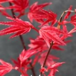 Acer palmatum 'Shindeshojo'