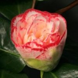Camellia japonica 'Margaret Davis'