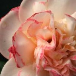 Camellia japonica 'Margaret Davis'
