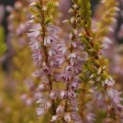 Calluna vulgaris 'Winter Chocolate'