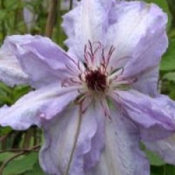 Clematis 'Lilactime'