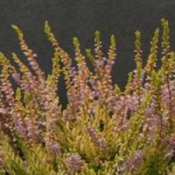 Calluna vulgaris 'Winter Chocolate'