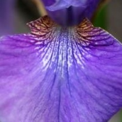 Iris sibirica 'Harpswell Haze' - Iris de Sib�rie Harpswell Haze