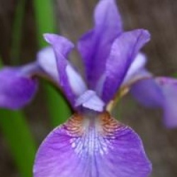 Iris sibirica 'Harpswell Haze'