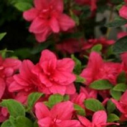 Azal�e japonaise Christina