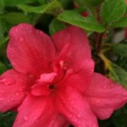 Rhododendron 'Christina'