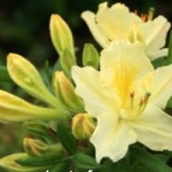 Rhododendron 'Daviesii'