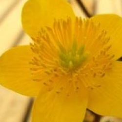 Caltha palustris