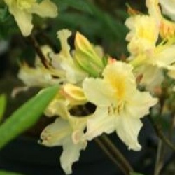 Rhododendron 'Daviesii'