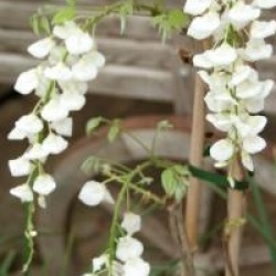 Wisteria sinensis 'Alba'