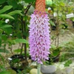 Primula vialii