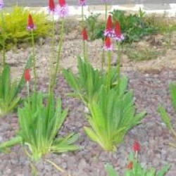 Primula vialii