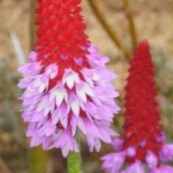 Primula vialii