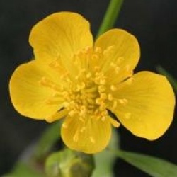 Caltha palustris - Souci des marais