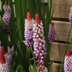 Primula vialii