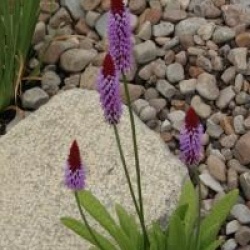 Primula vialii