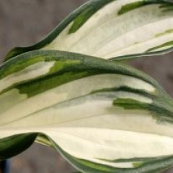 Hosta 'Fireworks' - Hosta Fireworks