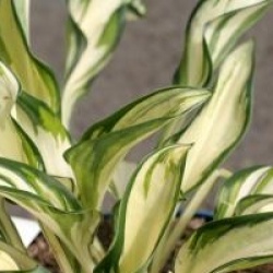 Hosta 'Fireworks'