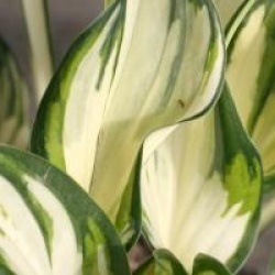 Hosta 'Fireworks'