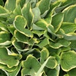 Hosta fortunei 'Aureomarginata'