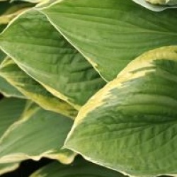 Hosta fortunei 'Aureomarginata'
