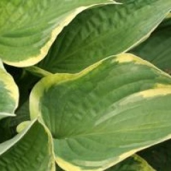 Hosta fortunei 'Aureomarginata'