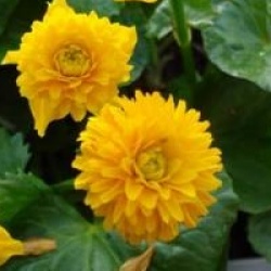 Populage des marais � fleurs doubles