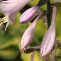 Hosta fortunei 'Aureomarginata'