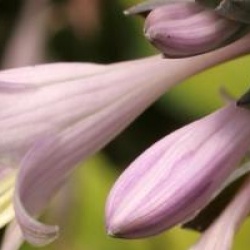 Hosta fortunei 'Aureomarginata'