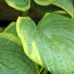 Hosta sieboldiana 'Frances Williams'