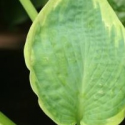 Hosta sieboldiana 'Frances Williams'