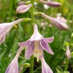Hosta Golden Tiara