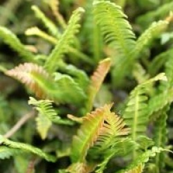 Blechnum Spicant 'Penna Marina' - Blechnum Spicant Penna Marina
