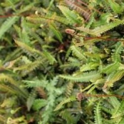 Blechnum Spicant 'Penna Marina'