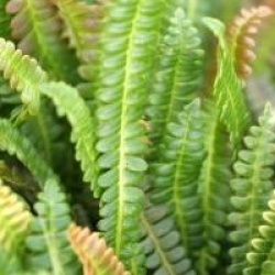 Blechnum Spicant 'Penna Marina'