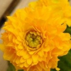 Caltha palustris 'Multiplex'