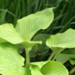 Hosta Sum And Substance