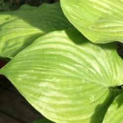 Hosta 'Sum And Substance'