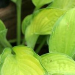 Hosta 'Golden Tiara'