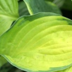 Hosta 'Golden Tiara'