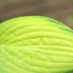 Hosta 'Golden Tiara'