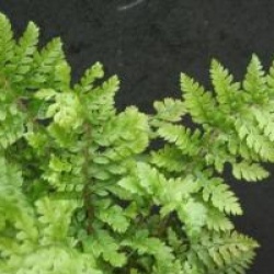 Polystichum setiferum - Aspidie � cils raides