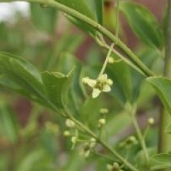 Euonymus hamiltonianus 'Indian Summer' - Fusain Indian Summer