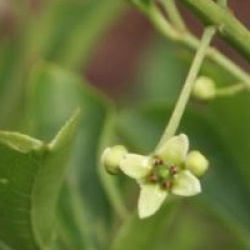 Euonymus hamiltonianus 'Indian Summer'