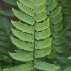 Dryopteris atrata